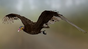 3D model Lesser yellow-headed vulture