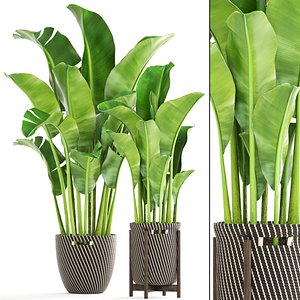 Banana palm