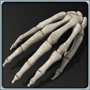 obj anatomical hand skeleton