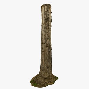 Dry Dead Plane Tree 2 Ultra HQ mesh 3D Model 1x16k 2x16k Textures RAW 3D Scan OBJ