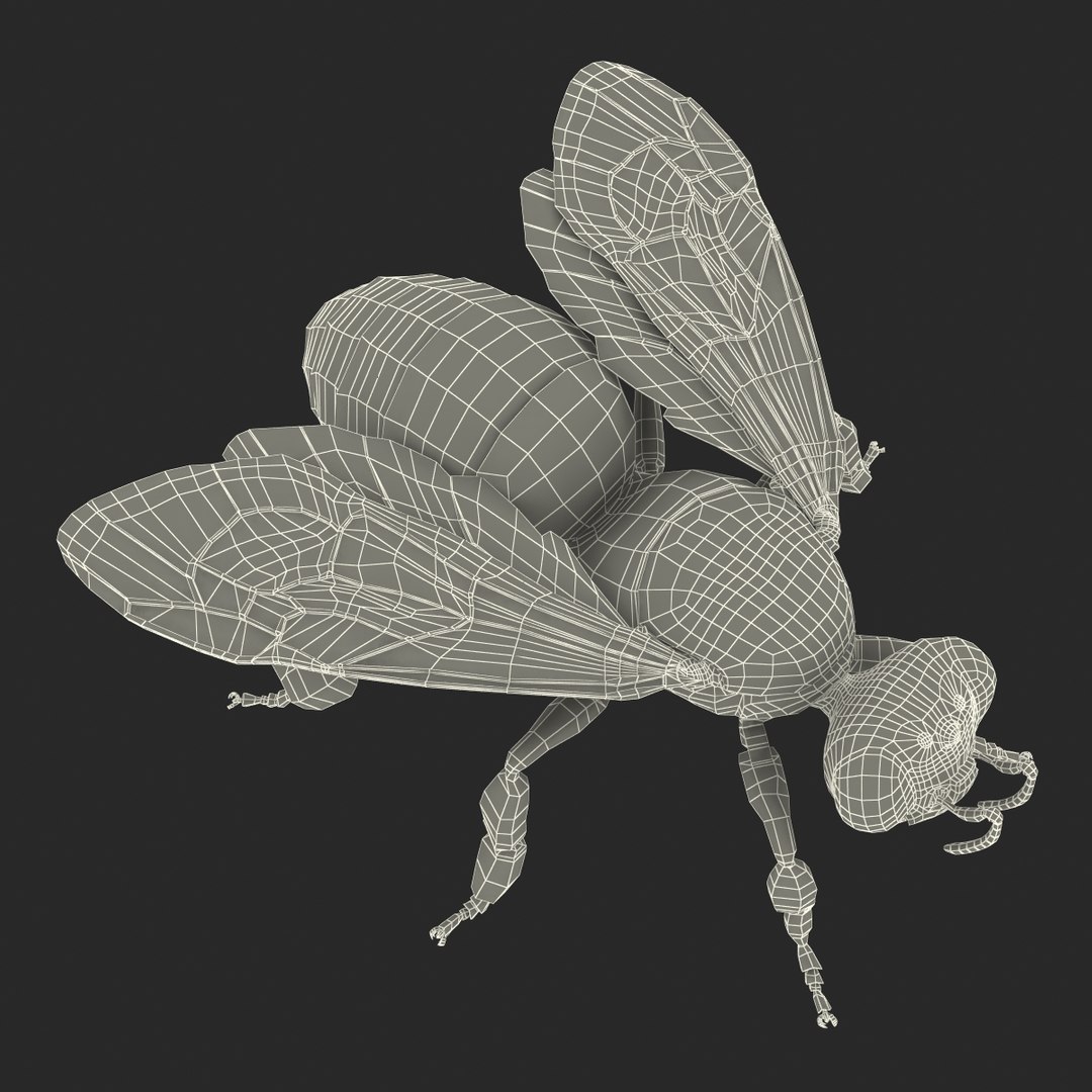 3d honey bee https://p.turbosquid.com/ts-thumb/fy/FbMddI/3rMbbarw/honeybee3dmodel40/jpg/1455268687/1920x1080/fit_q87/8344a98ef101c2bf4977550d2717c001f1381de8/honeybee3dmodel40.jpg