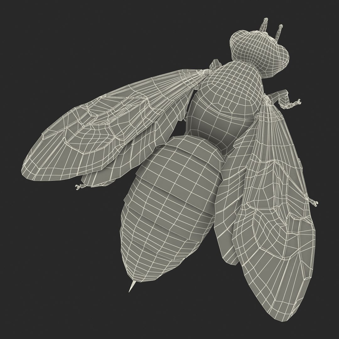 3d honey bee https://p.turbosquid.com/ts-thumb/fy/FbMddI/DvLESLhU/honeybee3dmodel41/jpg/1455268687/1920x1080/fit_q87/659a369f39e7dd5e6d300a68ede8619fca745bea/honeybee3dmodel41.jpg