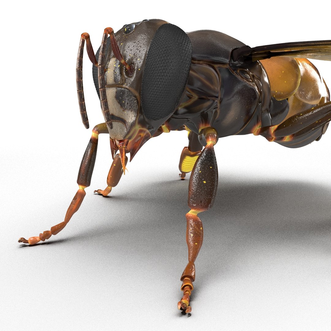 3d honey bee https://p.turbosquid.com/ts-thumb/fy/FbMddI/EXOcvGa4/honeybee3dmodel30/jpg/1455268686/1920x1080/fit_q87/014ed9c4bed9aa1f90c988bde6f6956a0dfdf5f9/honeybee3dmodel30.jpg