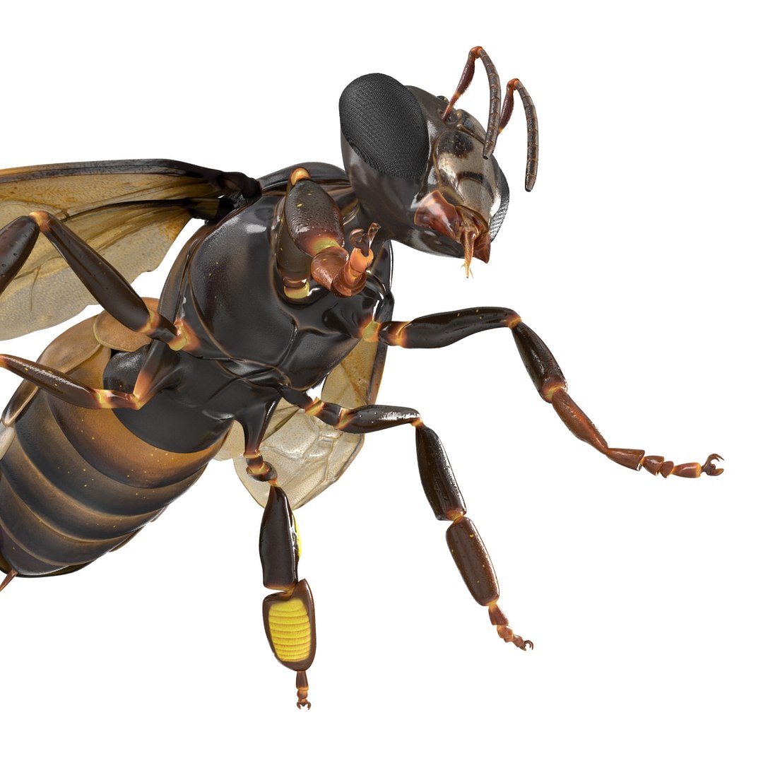 3d honey bee https://p.turbosquid.com/ts-thumb/fy/FbMddI/HhTBaYrj/honeybee3dmodel20/jpg/1455268685/1920x1080/fit_q87/642ce7f8ec70b7761e9cda7633db923f9f2b7abf/honeybee3dmodel20.jpg