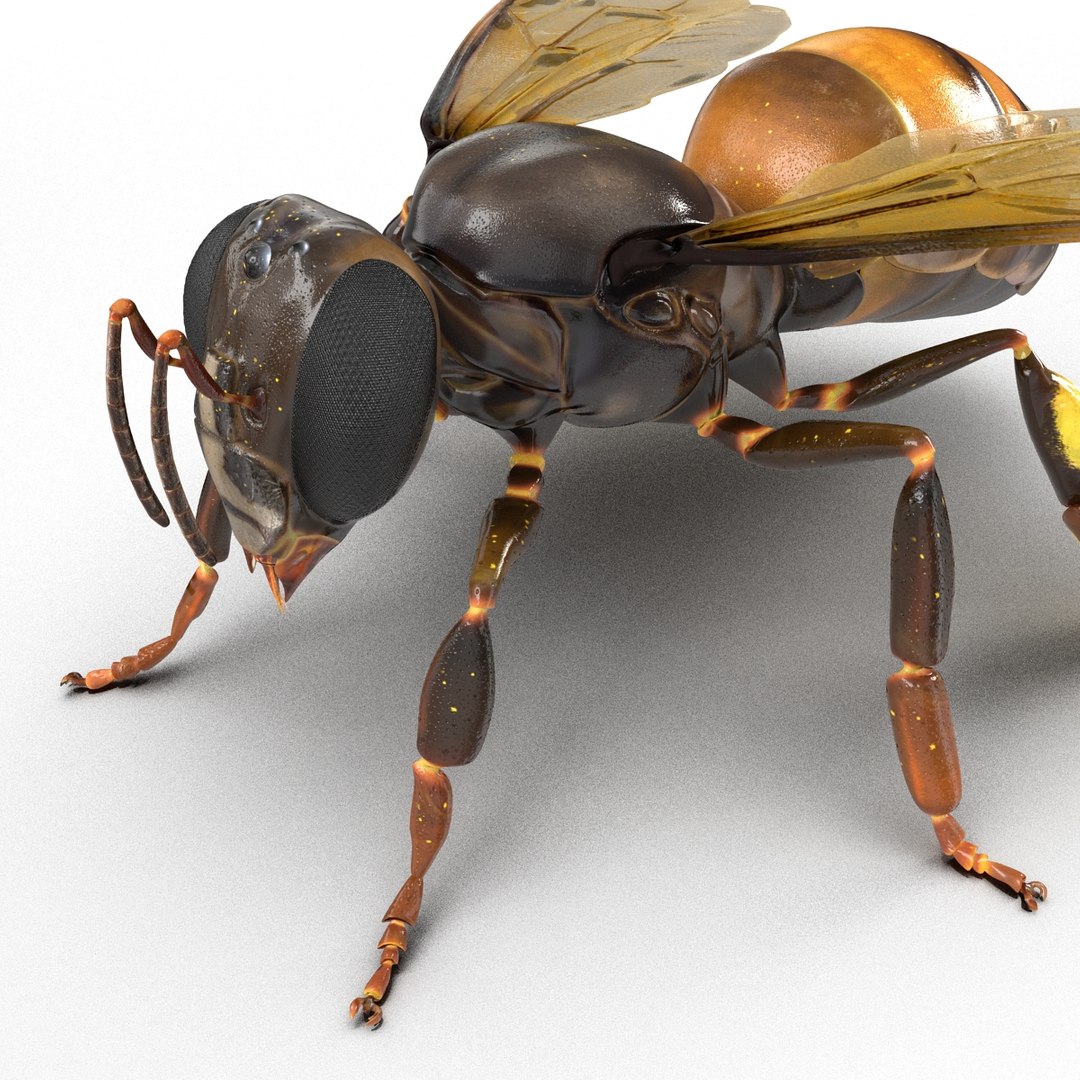 3d honey bee https://p.turbosquid.com/ts-thumb/fy/FbMddI/PzgYHOwB/honeybee3dmodel29/jpg/1455268686/1920x1080/fit_q87/ca1bdeb360f2929291a908d65e4d12f76ee874b6/honeybee3dmodel29.jpg