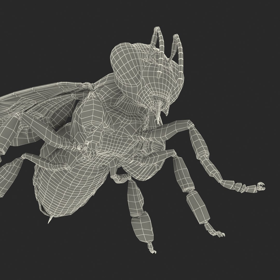 3d honey bee https://p.turbosquid.com/ts-thumb/fy/FbMddI/RpYlupxJ/honeybee3dmodel45/jpg/1455268687/1920x1080/fit_q87/05e30025baf5b96ffeedded3d58ee5352cdfde54/honeybee3dmodel45.jpg