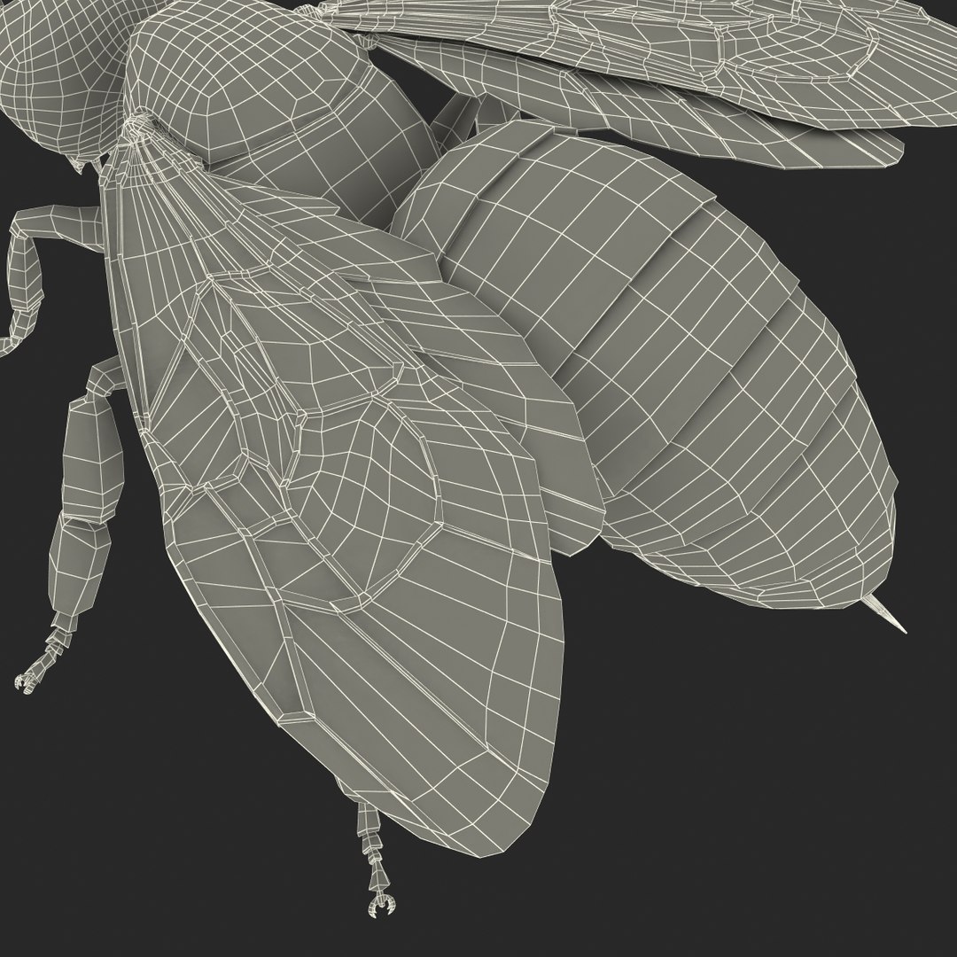 3d honey bee https://p.turbosquid.com/ts-thumb/fy/FbMddI/U7NCXaNX/honeybee3dmodel47/jpg/1455268687/1920x1080/fit_q87/6568265c498bee187635942714cb74e15df2ae0c/honeybee3dmodel47.jpg