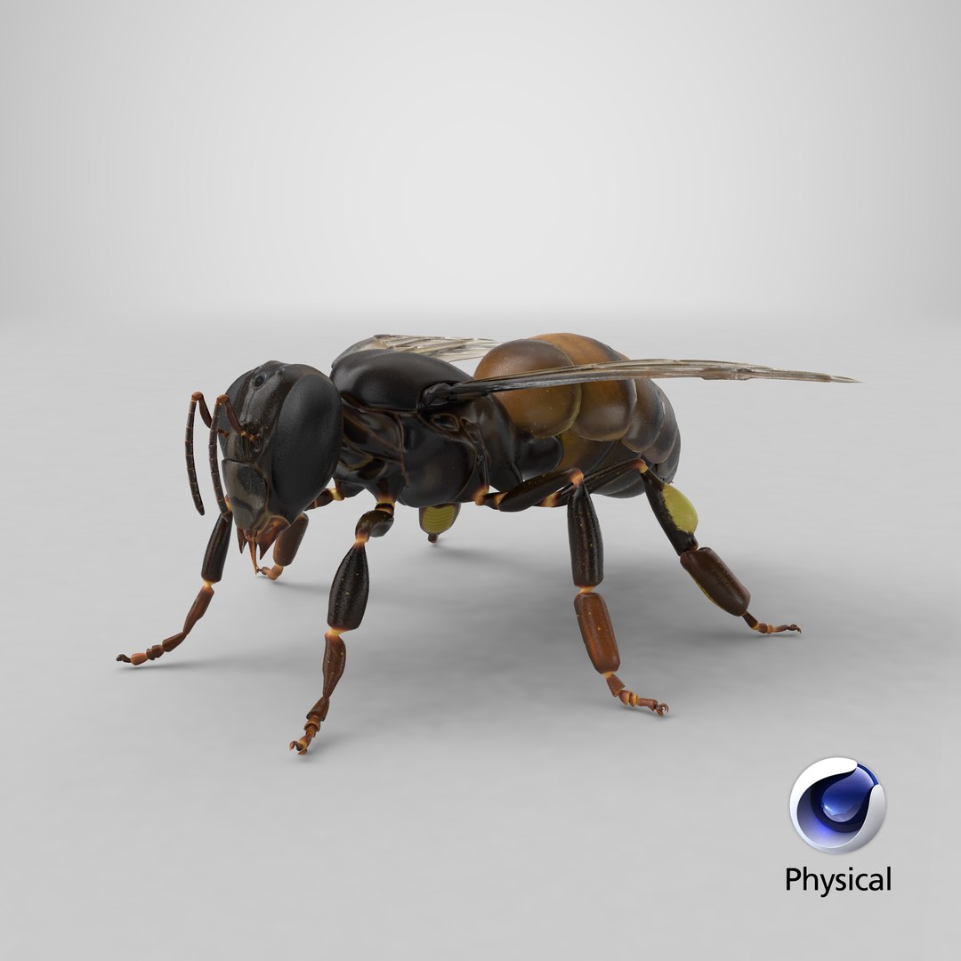 3d honey bee https://p.turbosquid.com/ts-thumb/fy/FbMddI/bn/stemcell_cinema_4d_physical_render/png/1657643518/1920x1080/fit_q87/2ef3f98ba4c9fcd228c03607664965519306c667/stemcell_cinema_4d_physical_render.jpg