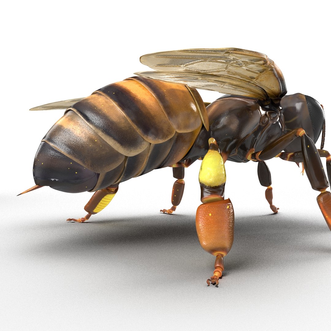 3d honey bee https://p.turbosquid.com/ts-thumb/fy/FbMddI/c1Z655bO/honeybee3dmodel24/jpg/1455268686/1920x1080/fit_q87/0cb882bc84f9b4c4d6931e03a7797f157f8bce80/honeybee3dmodel24.jpg