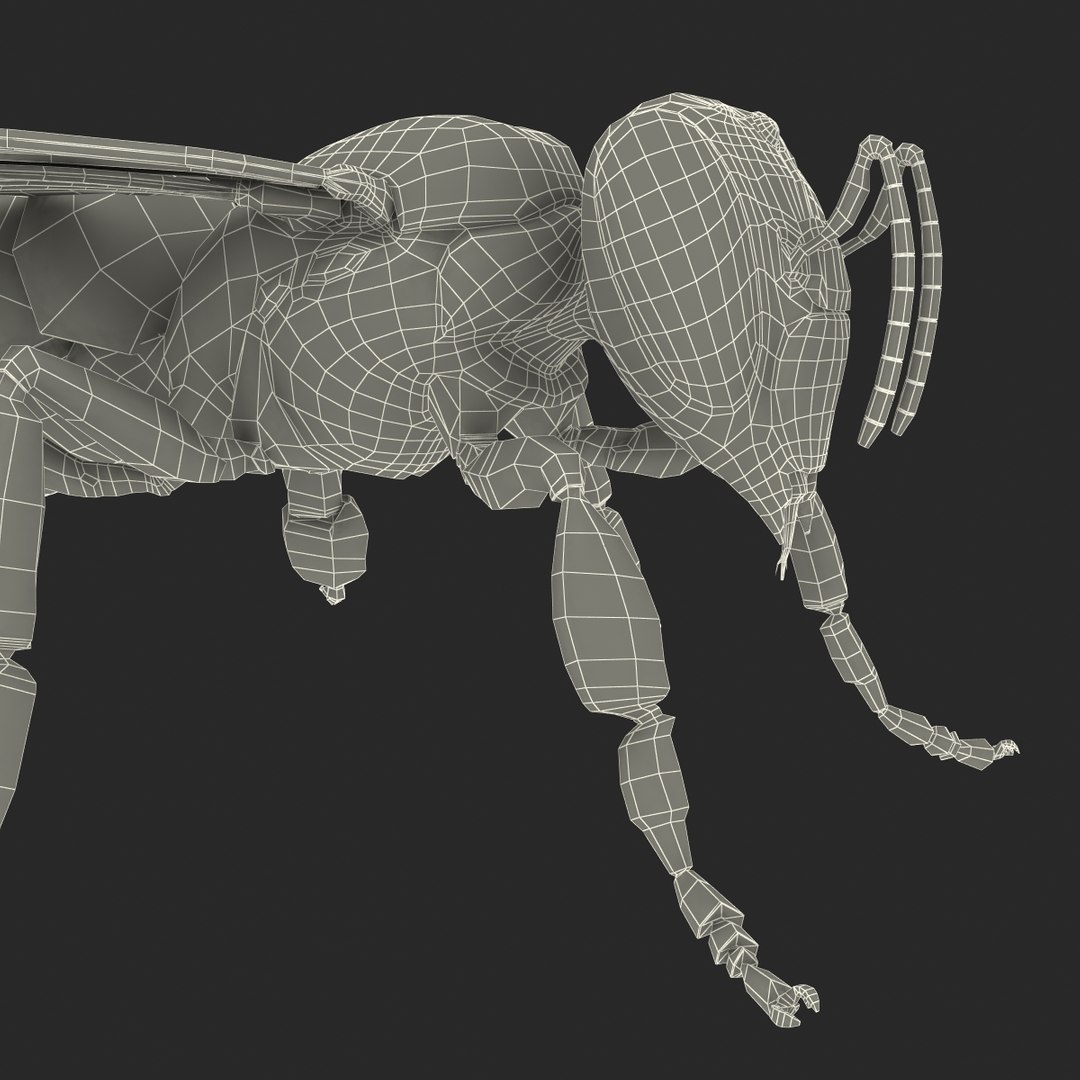 3d honey bee https://p.turbosquid.com/ts-thumb/fy/FbMddI/cg1hqJe3/honeybee3dmodel51/jpg/1455268688/1920x1080/fit_q87/747cc8fe13316d428f418e978979d3224c1100e5/honeybee3dmodel51.jpg