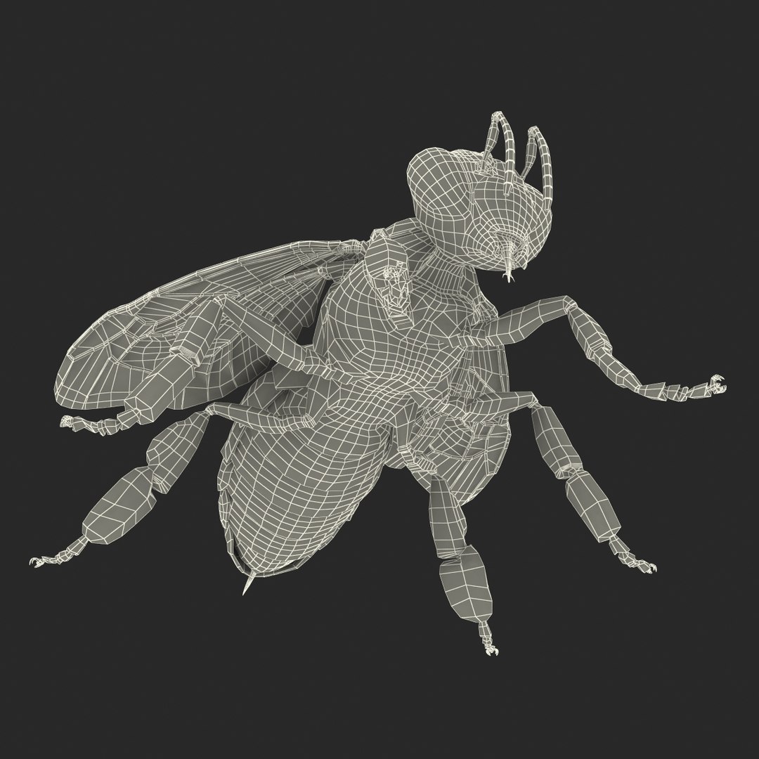 3d honey bee https://p.turbosquid.com/ts-thumb/fy/FbMddI/eEeJ7Bm1/honeybee3dmodel43/jpg/1455268687/1920x1080/fit_q87/13983601149b39a4f98d93da3ce8154b6d61baa5/honeybee3dmodel43.jpg