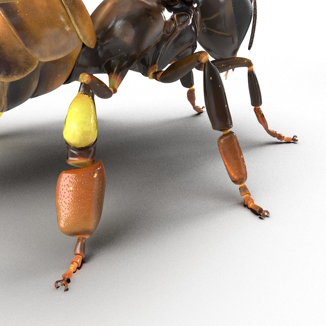 3d honey bee https://p.turbosquid.com/ts-thumb/fy/FbMddI/f1txywfi/honeybee3dmodel26/jpg/1455268686/1920x1080/fit_q87/bc33ec30456f0fd62e03c9b2ae08b8684ad9d02d/honeybee3dmodel26.jpg