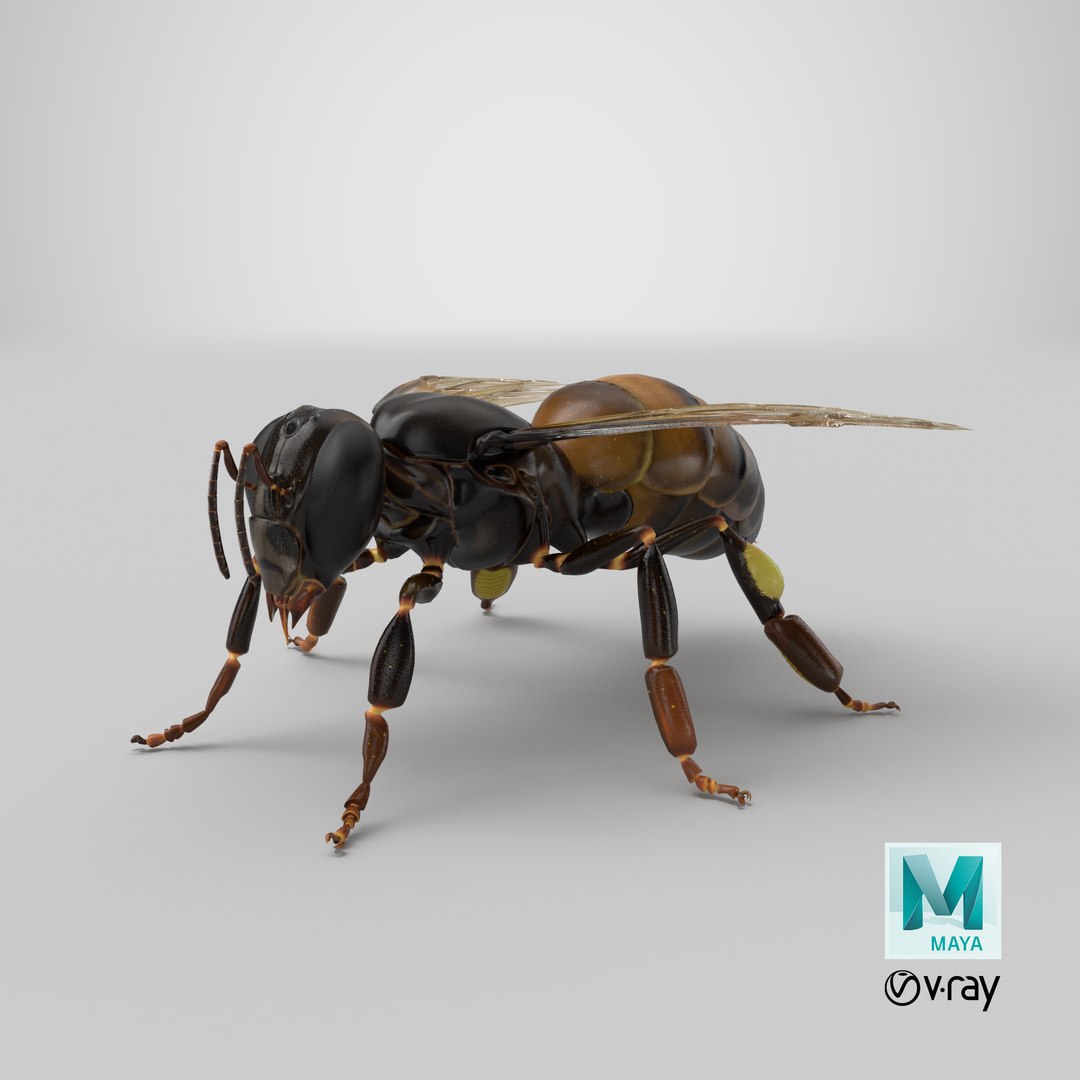 3d honey bee https://p.turbosquid.com/ts-thumb/fy/FbMddI/fr/stemcell_maya_vray_render/png/1657643535/1920x1080/fit_q87/ae20d228f4c19827f77759251a82013e3dc0c71e/stemcell_maya_vray_render.jpg
