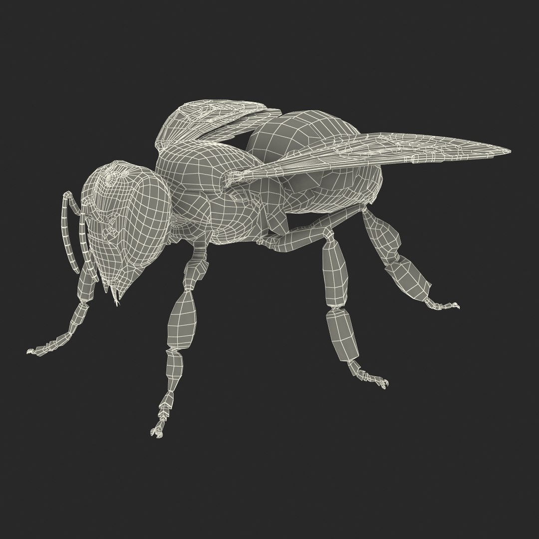 3d honey bee https://p.turbosquid.com/ts-thumb/fy/FbMddI/g9xBkq85/honeybee3dmodel37/jpg/1455268687/1920x1080/fit_q87/3dbc2a008f6fb389a05dcea57facf1cb19e4efba/honeybee3dmodel37.jpg