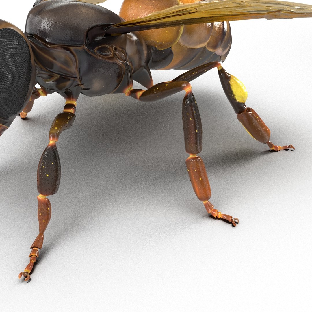 3d honey bee https://p.turbosquid.com/ts-thumb/fy/FbMddI/j7yTt55n/honeybee3dmodel27/jpg/1455268686/1920x1080/fit_q87/3d50d312e698c7ac1150f6a9302ce2db0e3aea1b/honeybee3dmodel27.jpg