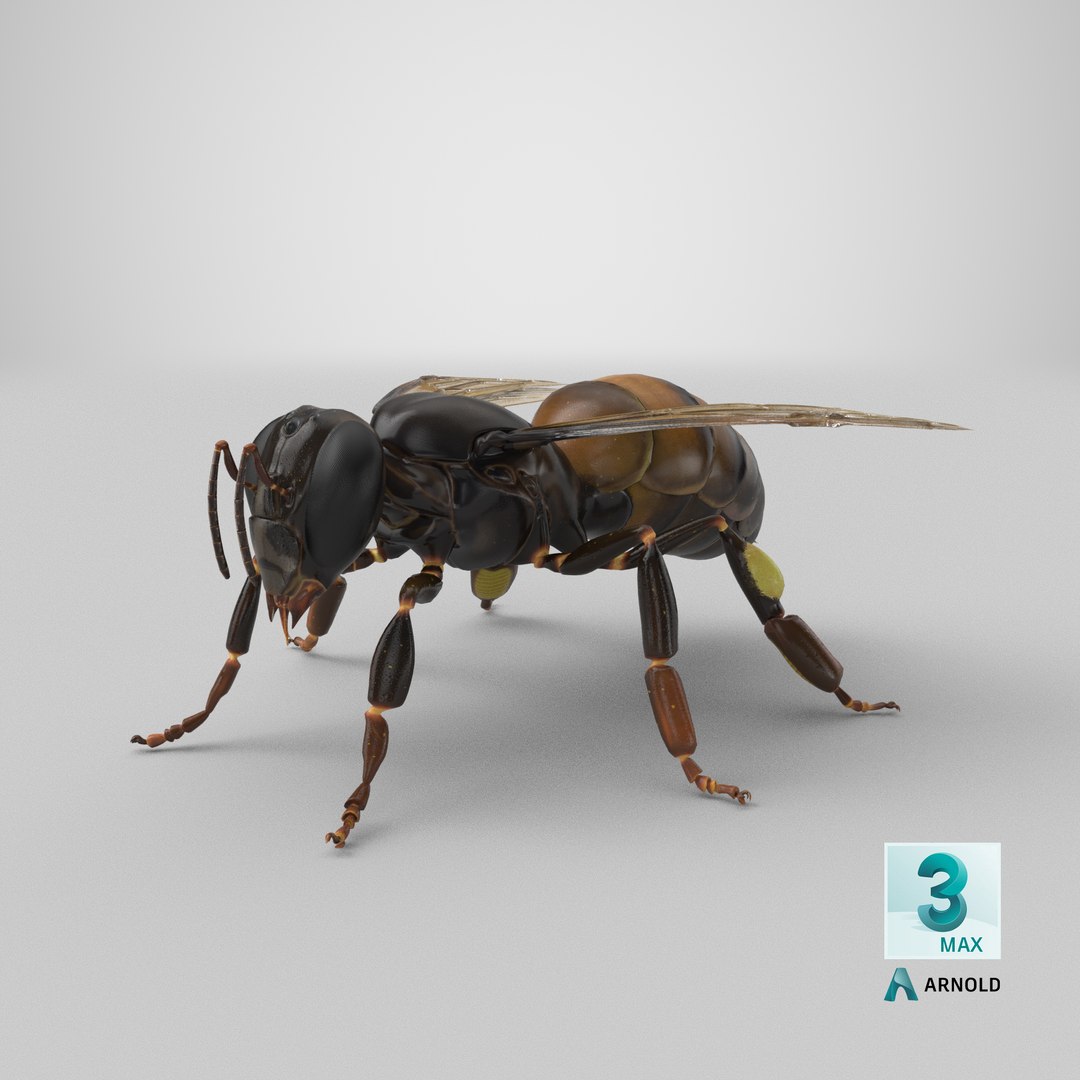 3d honey bee https://p.turbosquid.com/ts-thumb/fy/FbMddI/k8/stemcell_max_arnold_render/png/1657643526/1920x1080/fit_q87/e057c7ab4c82708d1e667587299a0017cad11112/stemcell_max_arnold_render.jpg