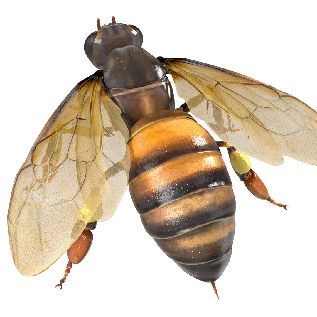 3d honey bee https://p.turbosquid.com/ts-thumb/fy/FbMddI/pIO2fWxM/honeybee3dmodel18/jpg/1455268685/1920x1080/fit_q87/3df9d2f4da2231979838ee4049cb5bc64506ea6e/honeybee3dmodel18.jpg