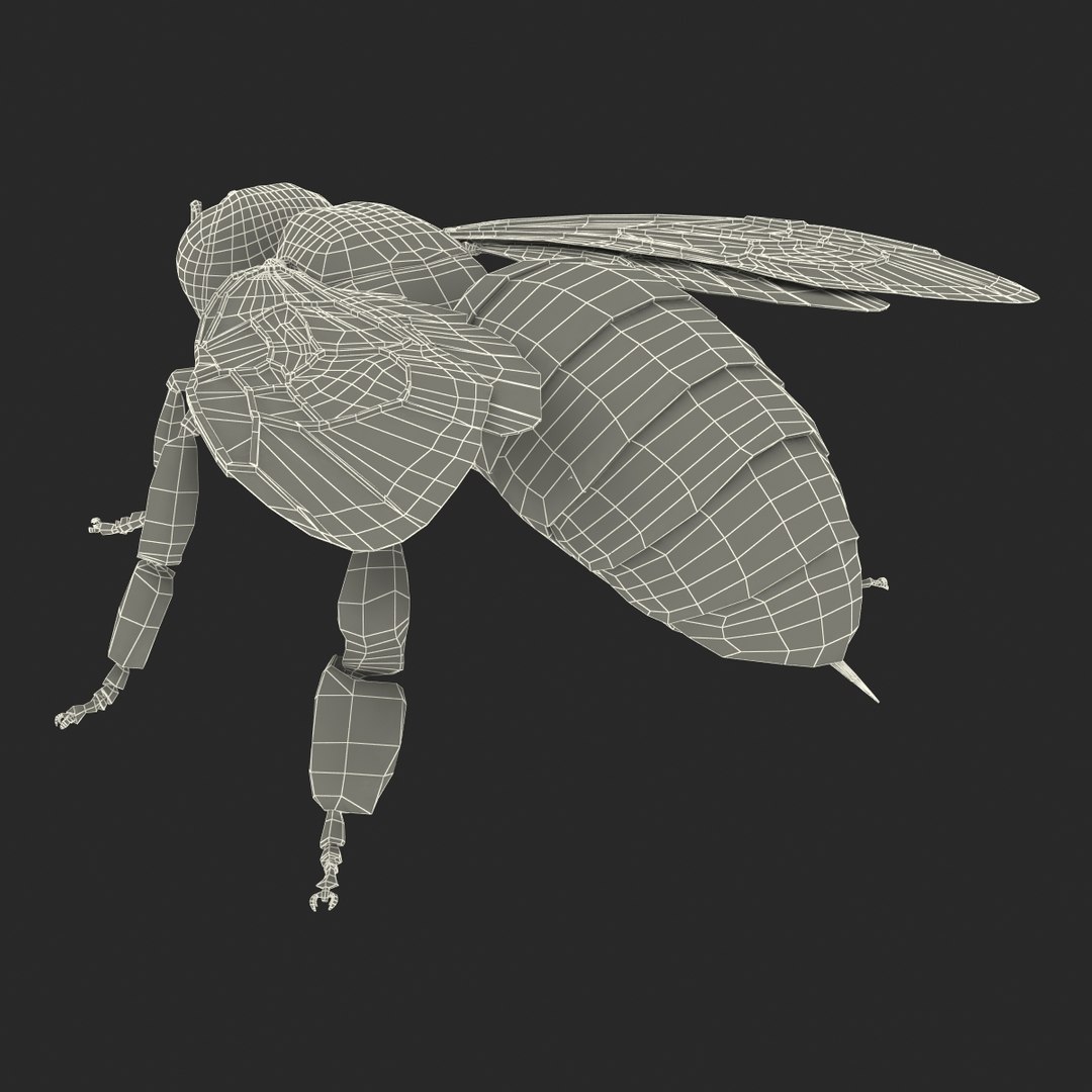 3d honey bee https://p.turbosquid.com/ts-thumb/fy/FbMddI/qGsuwCI9/honeybee3dmodel38/jpg/1455268687/1920x1080/fit_q87/517b5898fade1ac2b423a3d768fce433d3c6a54e/honeybee3dmodel38.jpg