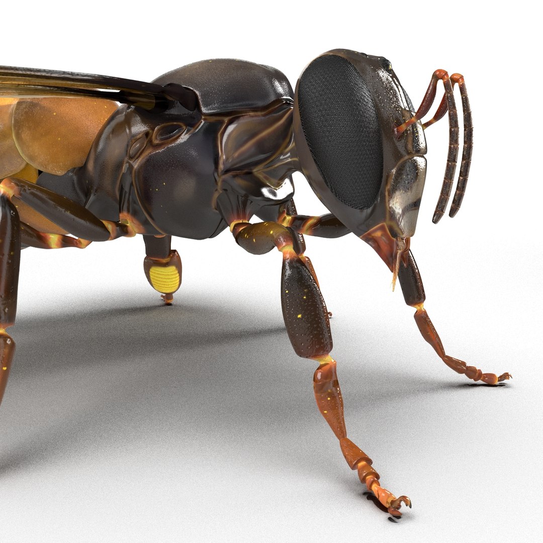 3d honey bee https://p.turbosquid.com/ts-thumb/fy/FbMddI/qJhGonlp/honeybee3dmodel28/jpg/1455268686/1920x1080/fit_q87/add5fb212aeadb8bc44f404a1fd758d96651f646/honeybee3dmodel28.jpg