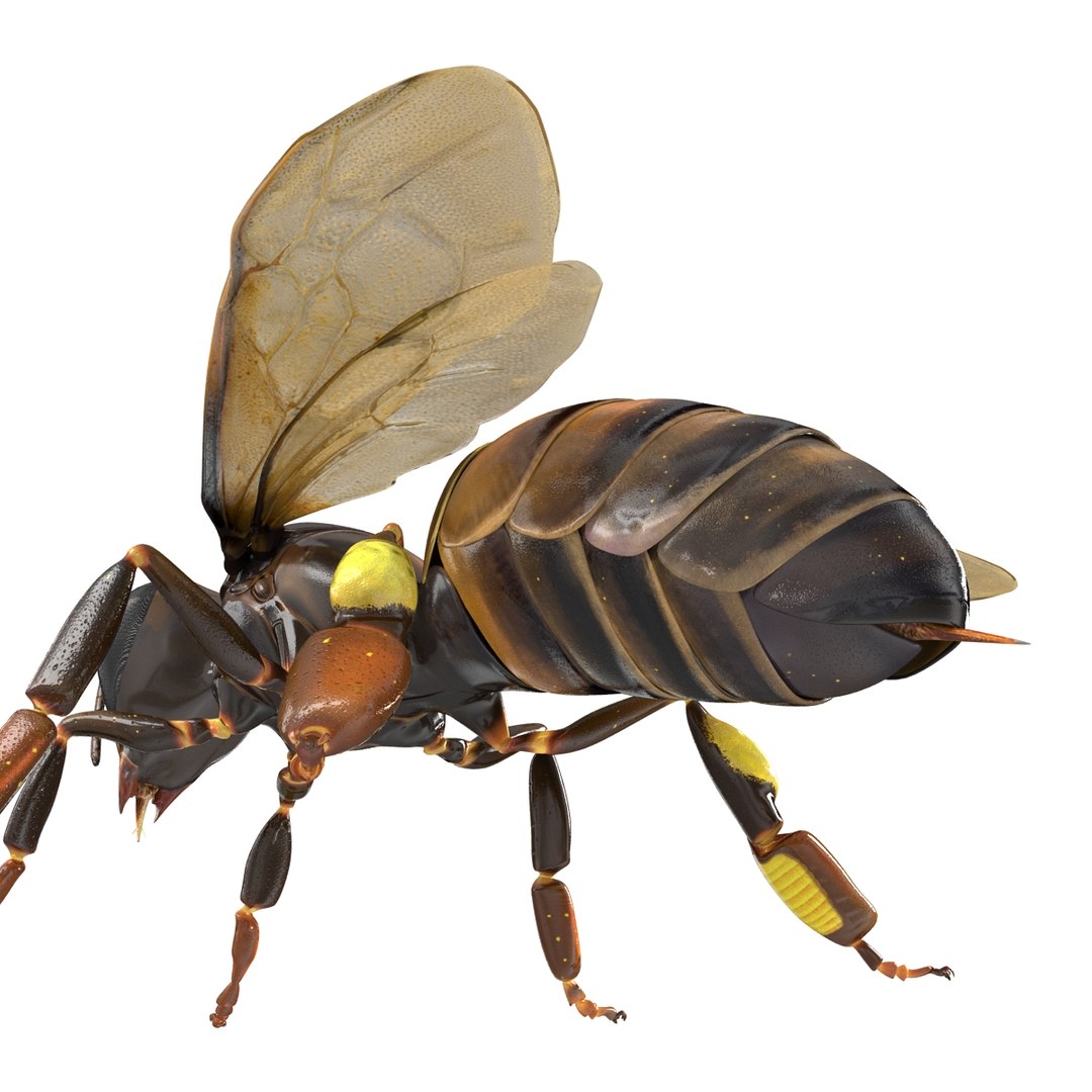3d honey bee https://p.turbosquid.com/ts-thumb/fy/FbMddI/rBI8Ne81/honeybee3dmodel21/jpg/1455268685/1920x1080/fit_q87/7b39021d58b82b8069bf9eb665676eb64ac0f3fe/honeybee3dmodel21.jpg
