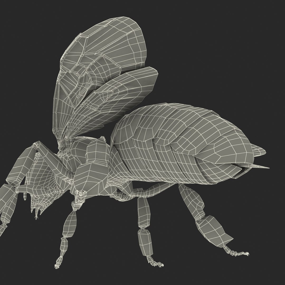 3d honey bee https://p.turbosquid.com/ts-thumb/fy/FbMddI/twulWV1x/honeybee3dmodel46/jpg/1455268687/1920x1080/fit_q87/a686f34a1d4fbe3fac543a9b2ba89d4f7b9e3038/honeybee3dmodel46.jpg
