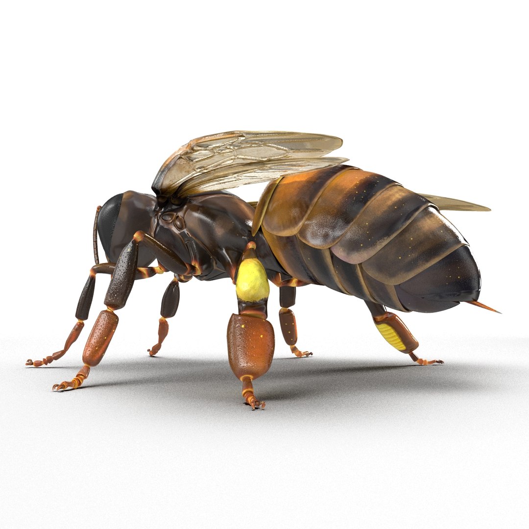 3d honey bee https://p.turbosquid.com/ts-thumb/fy/FbMddI/wYoICW4E/honeybee3dmodel14/jpg/1455268685/1920x1080/fit_q87/d8387e0270c7d5f946cc14f90705b75c717662c5/honeybee3dmodel14.jpg