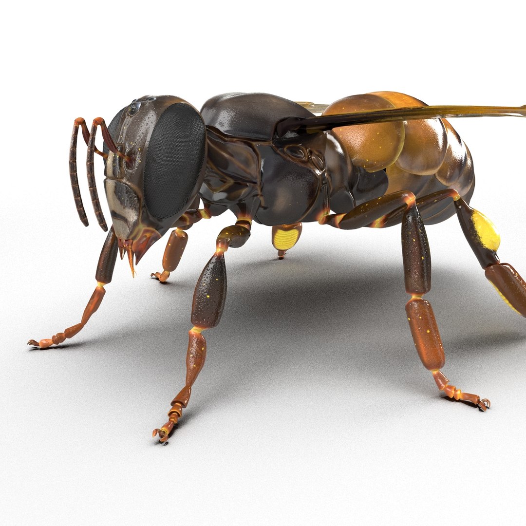 3d honey bee https://p.turbosquid.com/ts-thumb/fy/FbMddI/yOuO0FC1/honeybee3dmodel22/jpg/1455268685/1920x1080/fit_q87/2ced31b422be77fe0c260c6ec222976ae0c01bf4/honeybee3dmodel22.jpg