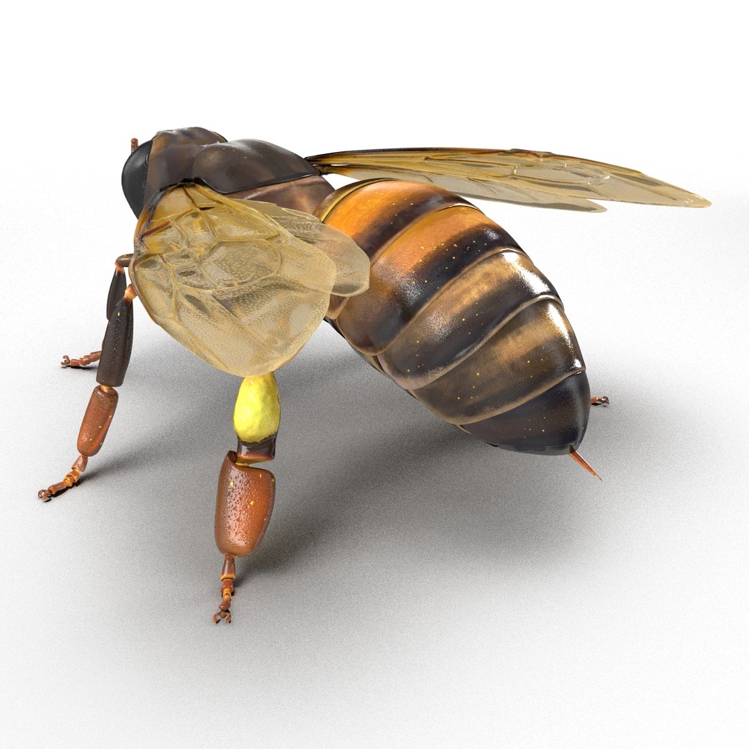 3d honey bee https://p.turbosquid.com/ts-thumb/fy/FbMddI/yabamISY/honeybee3dmodel07/jpg/1455268684/1920x1080/fit_q87/2275e63b28b1c4ca55bd7496414e97088cf52e2e/honeybee3dmodel07.jpg