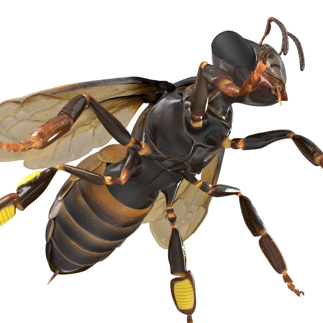 3d honey bee https://p.turbosquid.com/ts-thumb/fy/FbMddI/ywiGvobD/honeybee3dmodel19/jpg/1455268685/1920x1080/fit_q87/3b7a8288218cde7f421a9079ebd8a60eb5a1241e/honeybee3dmodel19.jpg