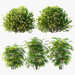 AV Coronilla Valentina Glauca and Rhapis Excelsa bushes