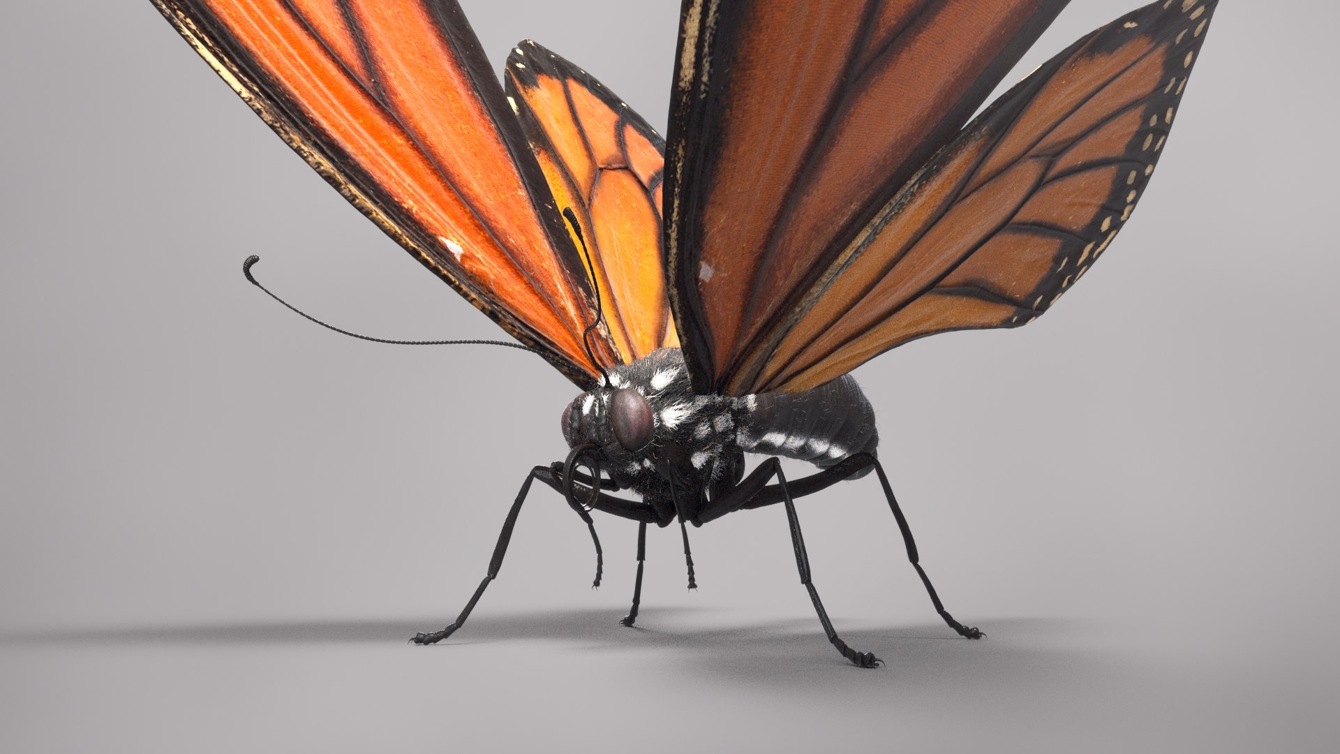 3D Animal Butterfly Insect - TurboSquid 1682187