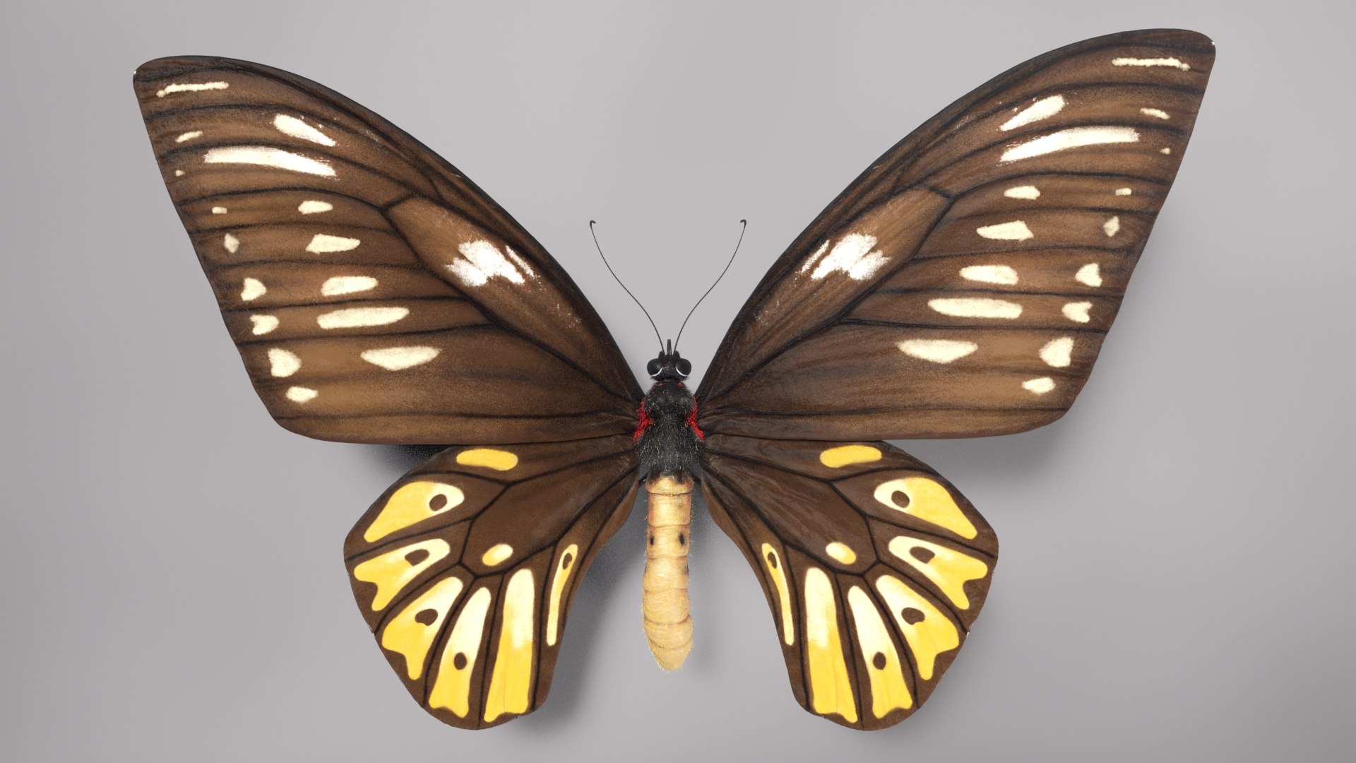 3D animal butterfly insect - TurboSquid 1682187