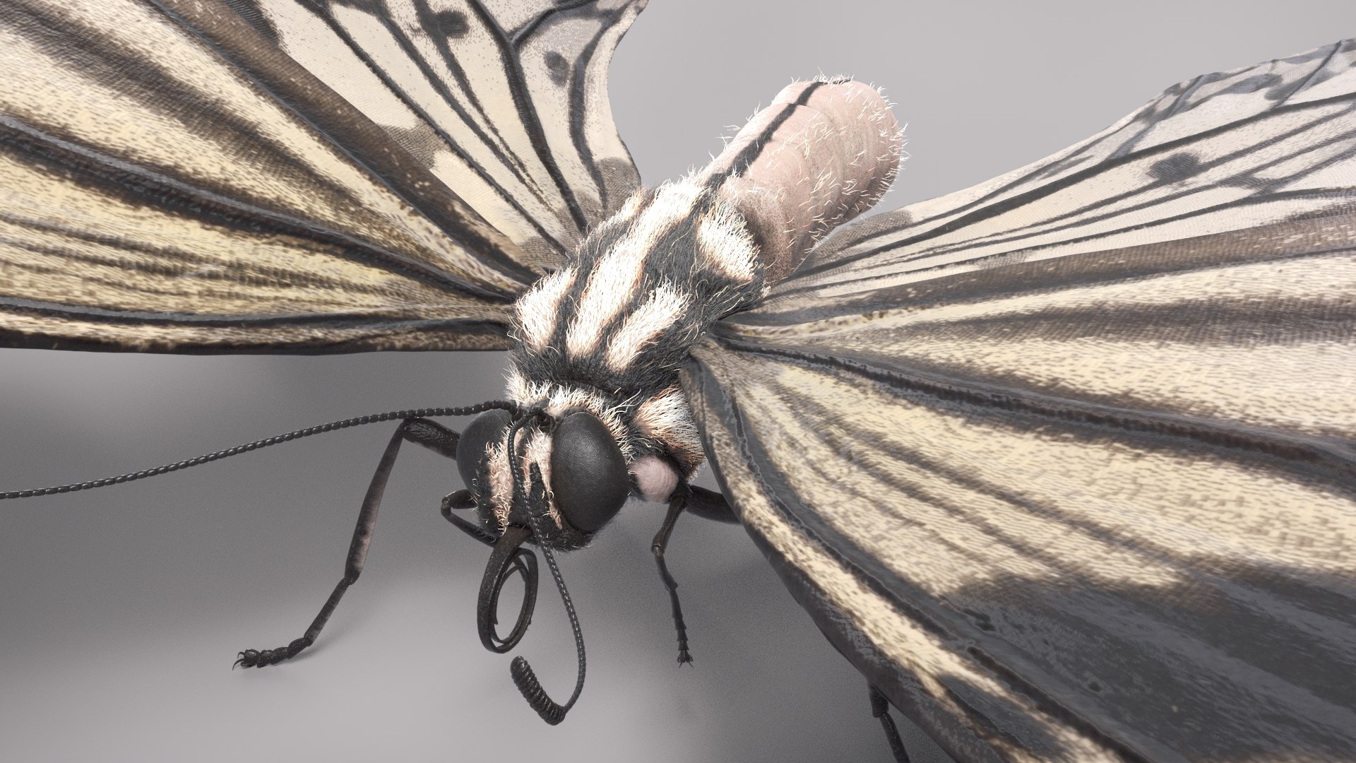 3D Animal Butterfly Insect - TurboSquid 1682187