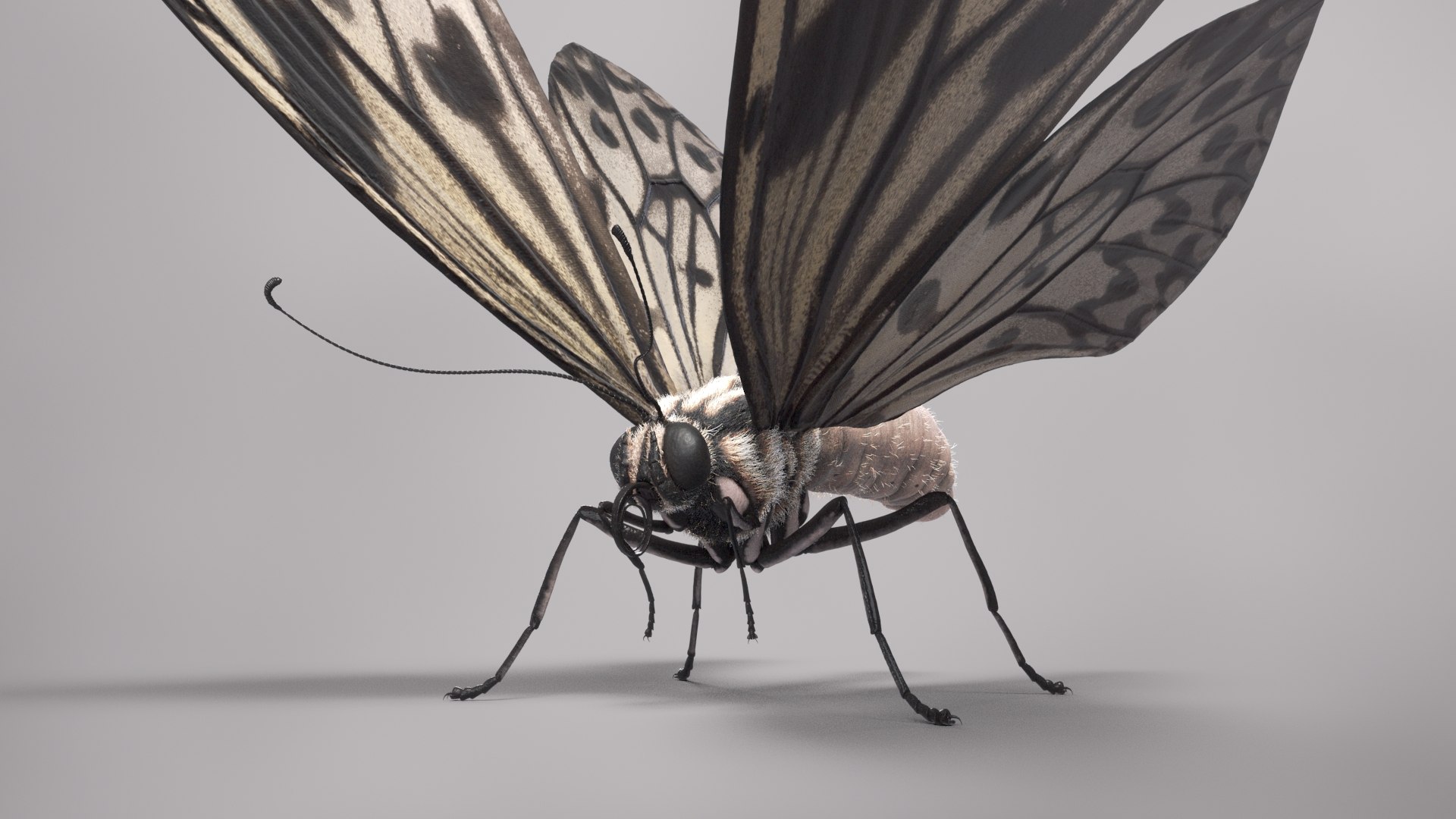 3D Animal Butterfly Insect - TurboSquid 1682187