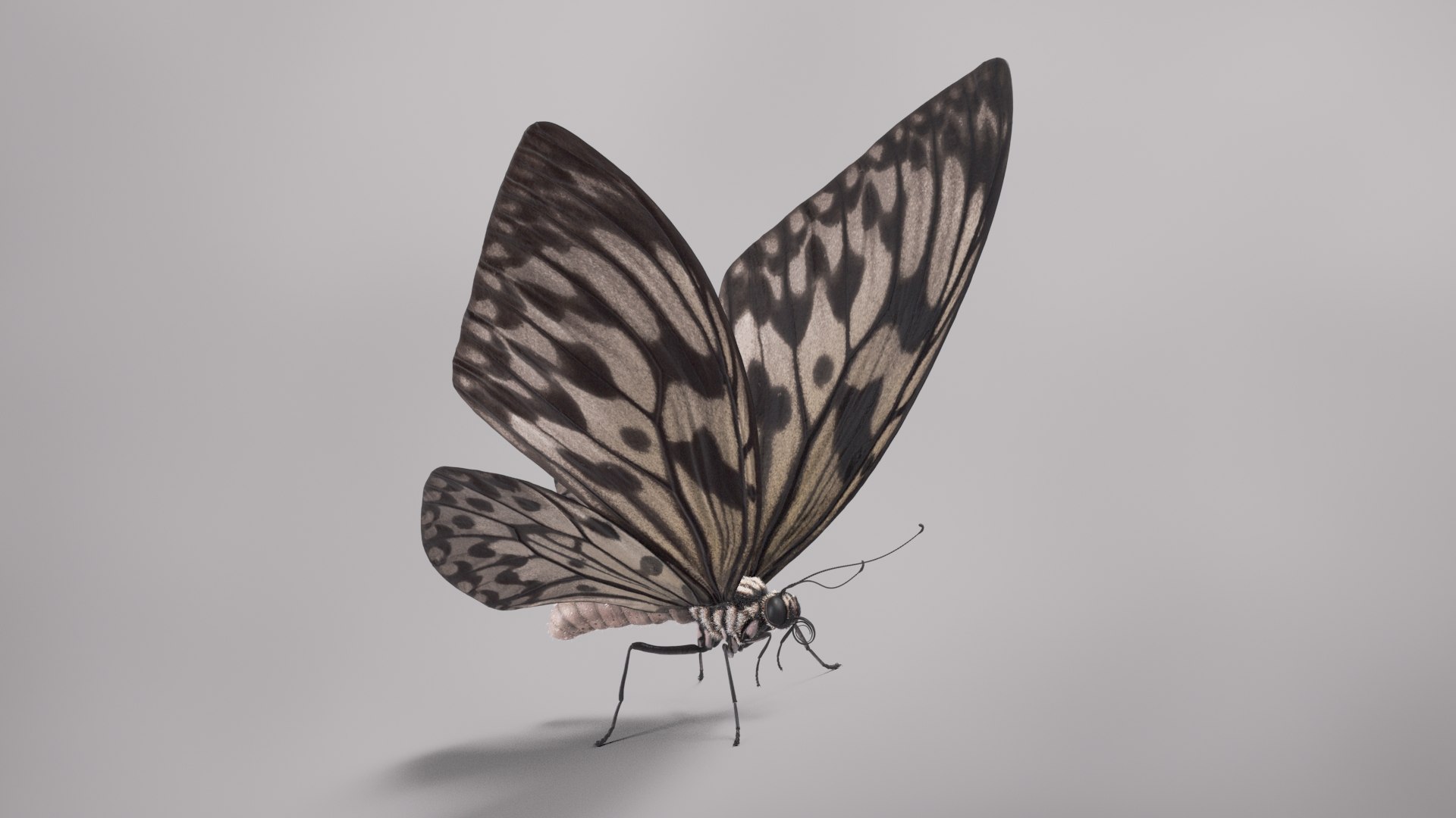 3D Animal Butterfly Insect - TurboSquid 1682187