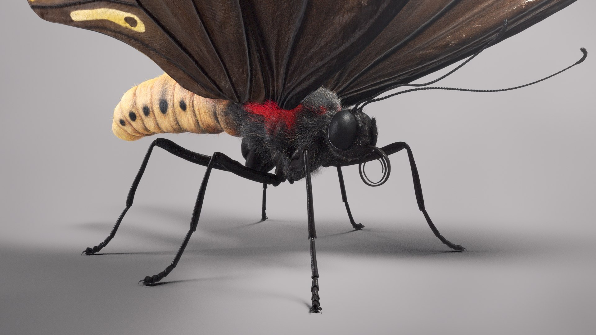 3D animal butterfly insect - TurboSquid 1682187