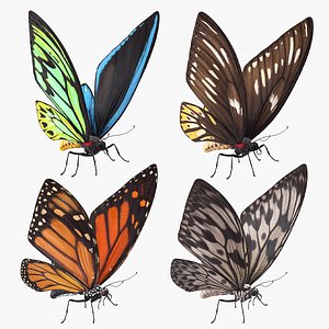 Butterfly Collection