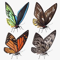 Butterfly Collection