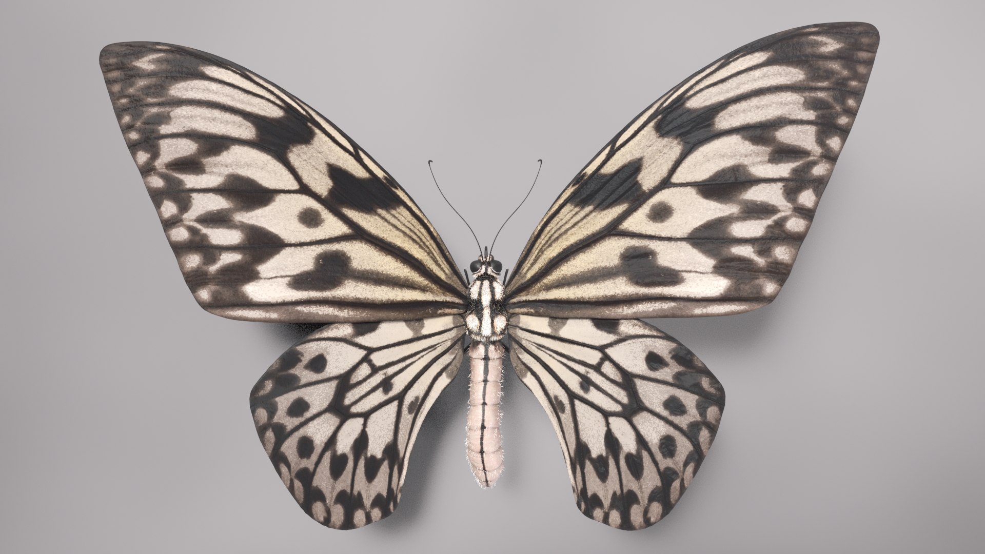 3D Animal Butterfly Insect - TurboSquid 1682187