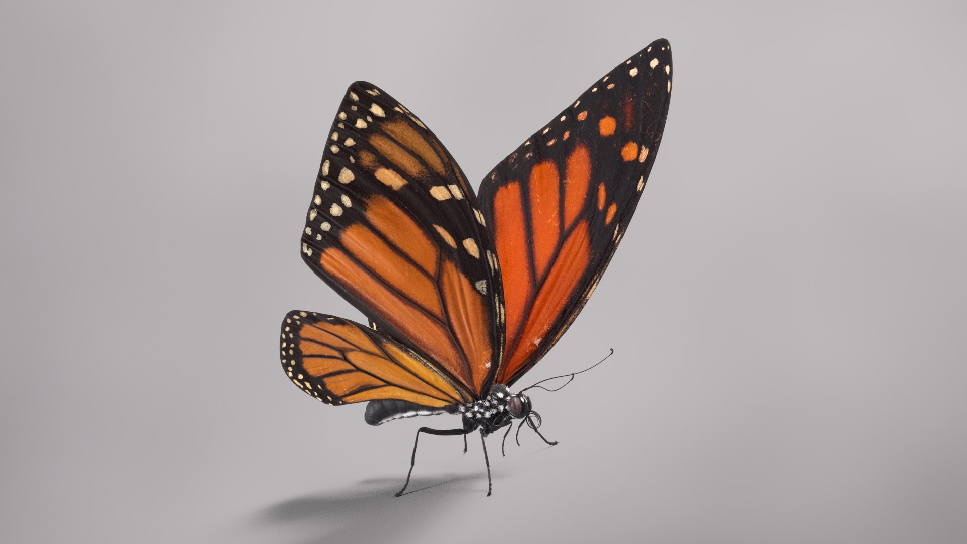 3D Animal Butterfly Insect - TurboSquid 1682187