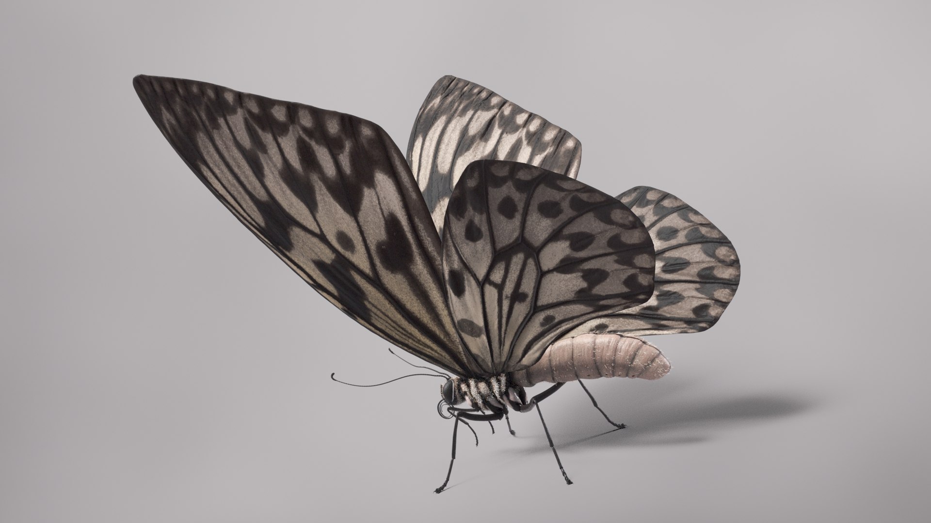 3D Animal Butterfly Insect - TurboSquid 1682187