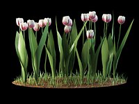 tulip tulipa