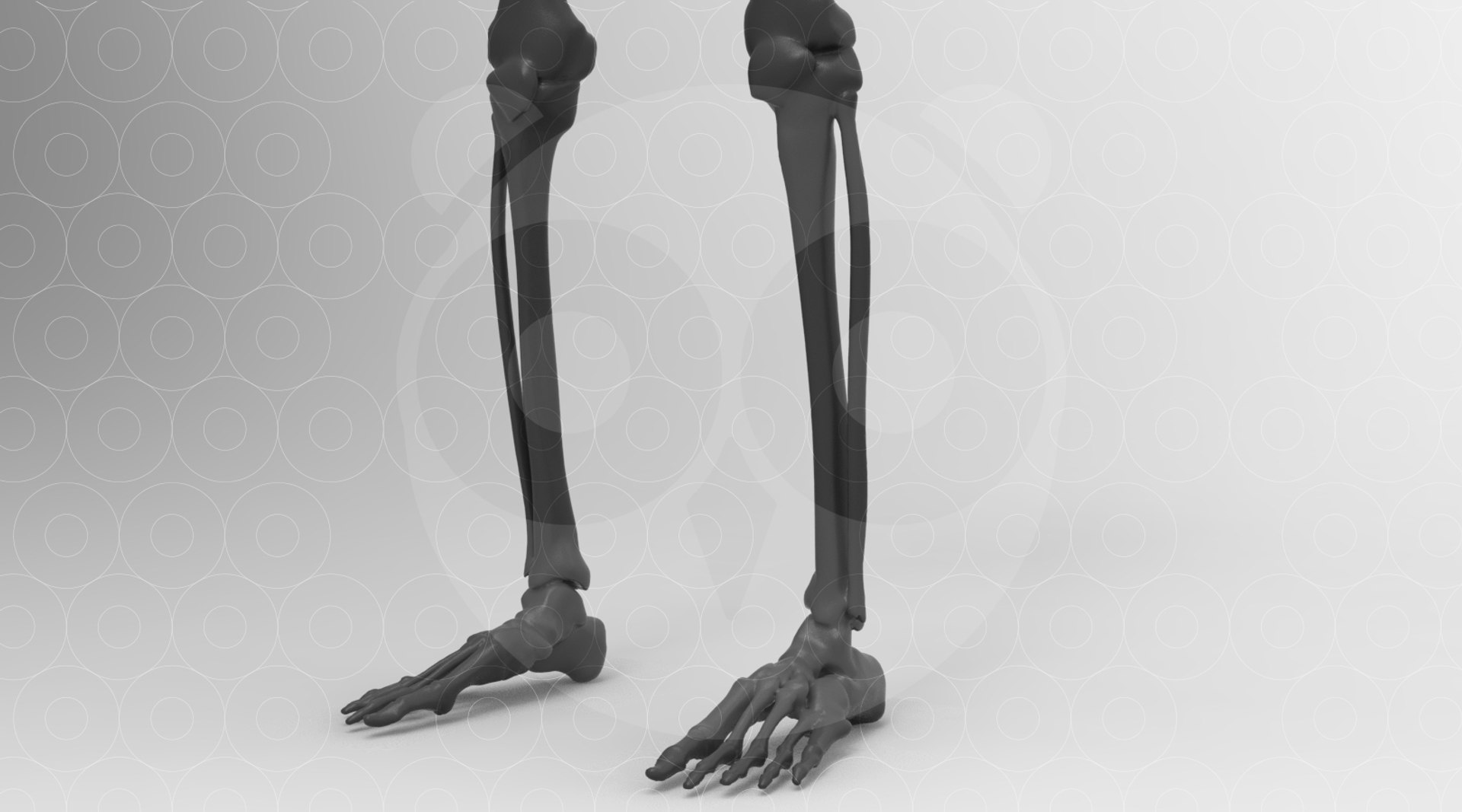 3D model Skeleton - Animated https://p.turbosquid.com/ts-thumb/fy/Y7FD4a/2n/untitled.432/jpg/1693559970/1920x1080/fit_q87/45159028477744a0562d89760f8cdc5b46024fca/untitled.432.jpg