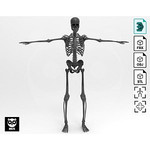 3D model Skeleton - Animated