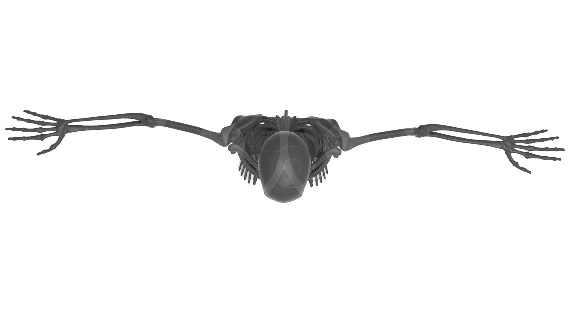 3D model Skeleton - Animated https://p.turbosquid.com/ts-thumb/fy/Y7FD4a/TY/untitled.428/jpg/1693559963/1920x1080/fit_q87/026451d677fd63516cb6422e2bb14272c0e9c97c/untitled.428.jpg