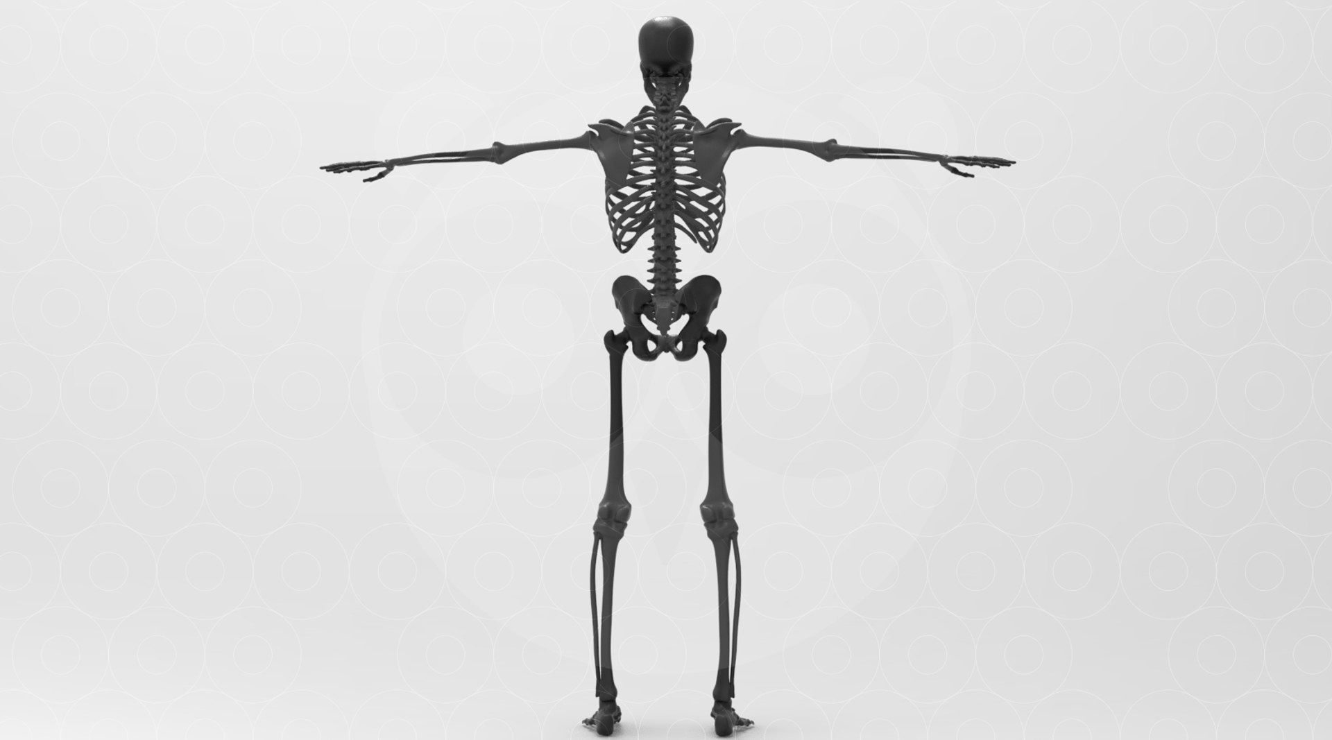 3D model Skeleton - Animated https://p.turbosquid.com/ts-thumb/fy/Y7FD4a/W2/untitled.426/jpg/1693559962/1920x1080/fit_q87/b87eb1e287ed36e0d6847bd0df19b95600d1362a/untitled.426.jpg