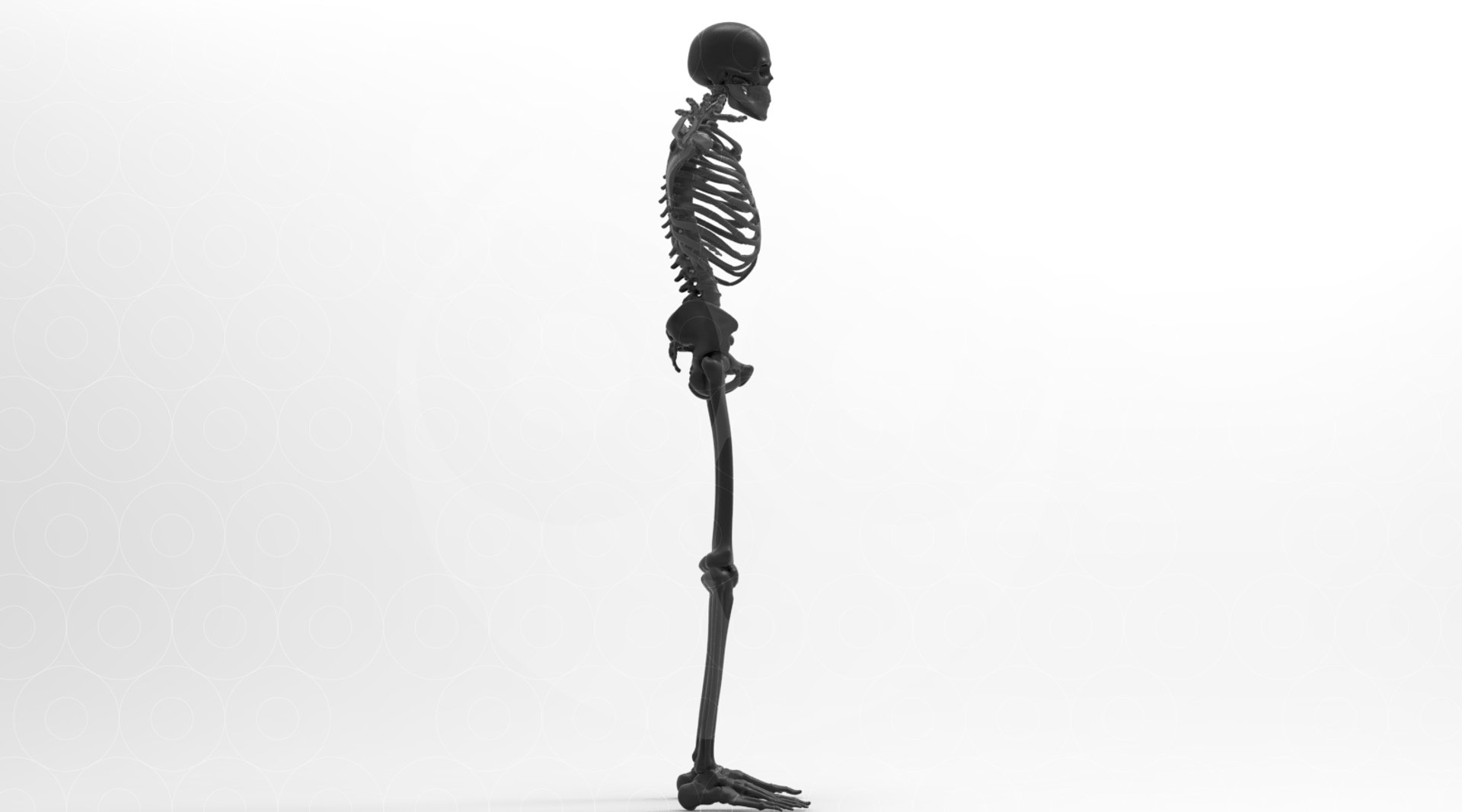 3D model Skeleton - Animated https://p.turbosquid.com/ts-thumb/fy/Y7FD4a/hv/untitled.427/jpg/1693559965/1920x1080/fit_q87/ceb47e2a88e143770f85fa58569cb91a9b04e647/untitled.427.jpg
