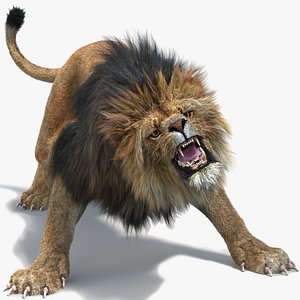 lion 2 fur colors 3d model