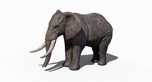 Elephant Rigged