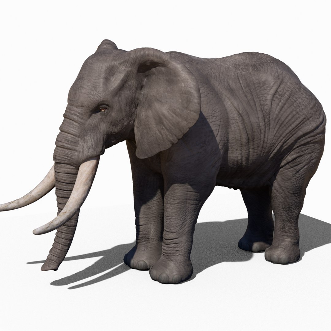 rigged elephant 3D model https://p.turbosquid.com/ts-thumb/fy/k9CK5P/QV7NAlrT/signature_square/png/1599289815/1920x1080/fit_q87/a9069dcdef5c2e5fc68e0c9b274bf602d36c6391/signature_square.jpg